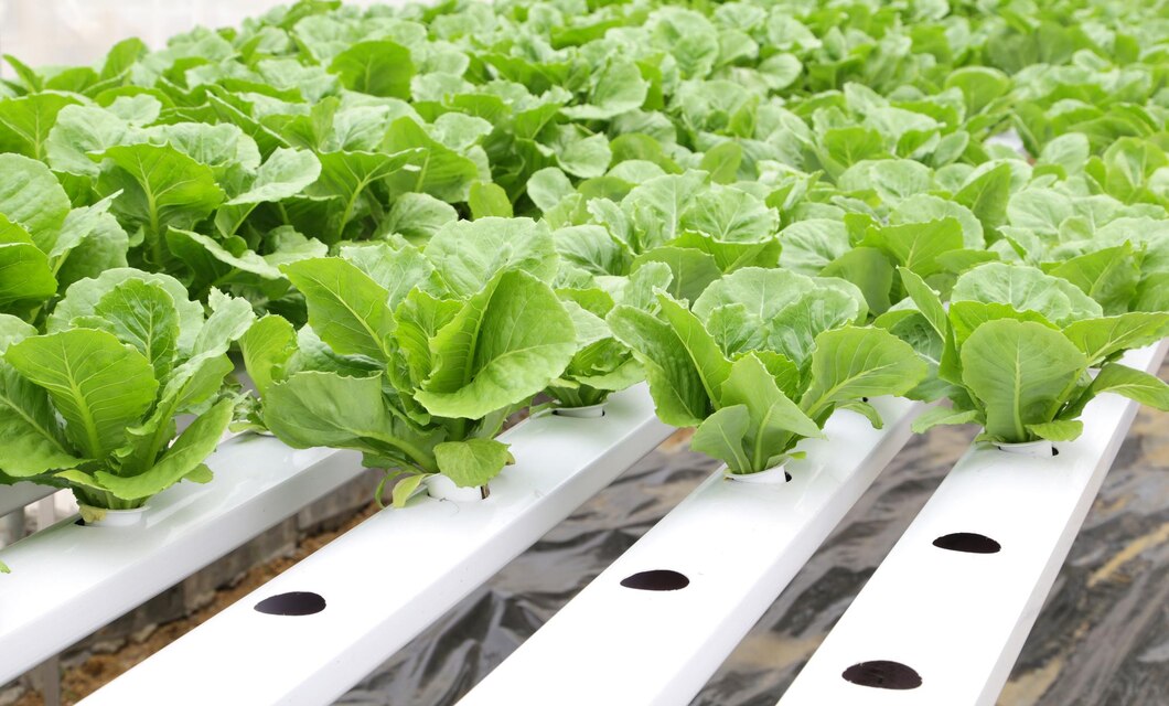 Hydroponic vegetables