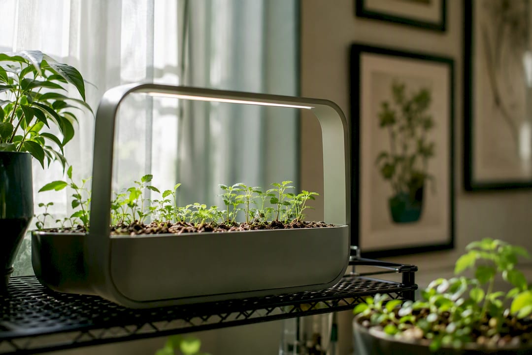 Close-up of grow pod with seedlings indoors
