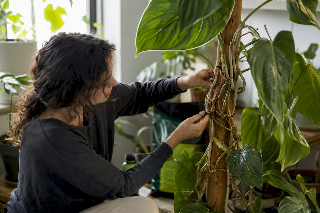 Aroid aerial roots attached to moss pole indoors