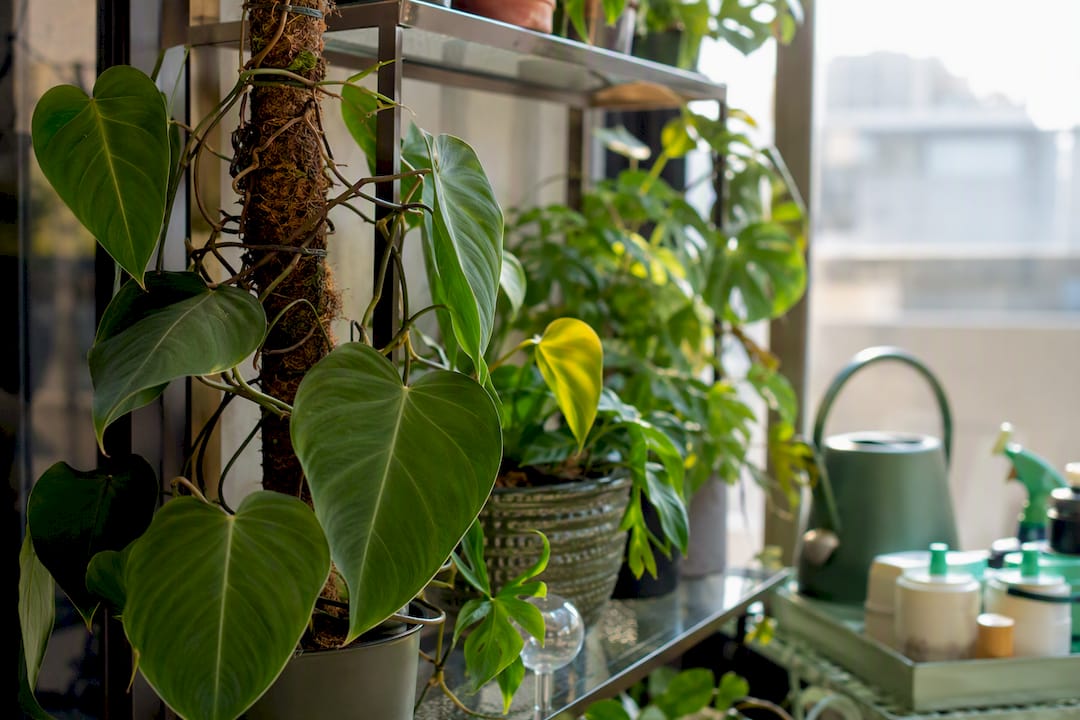 Indoor plants in urban living room corner