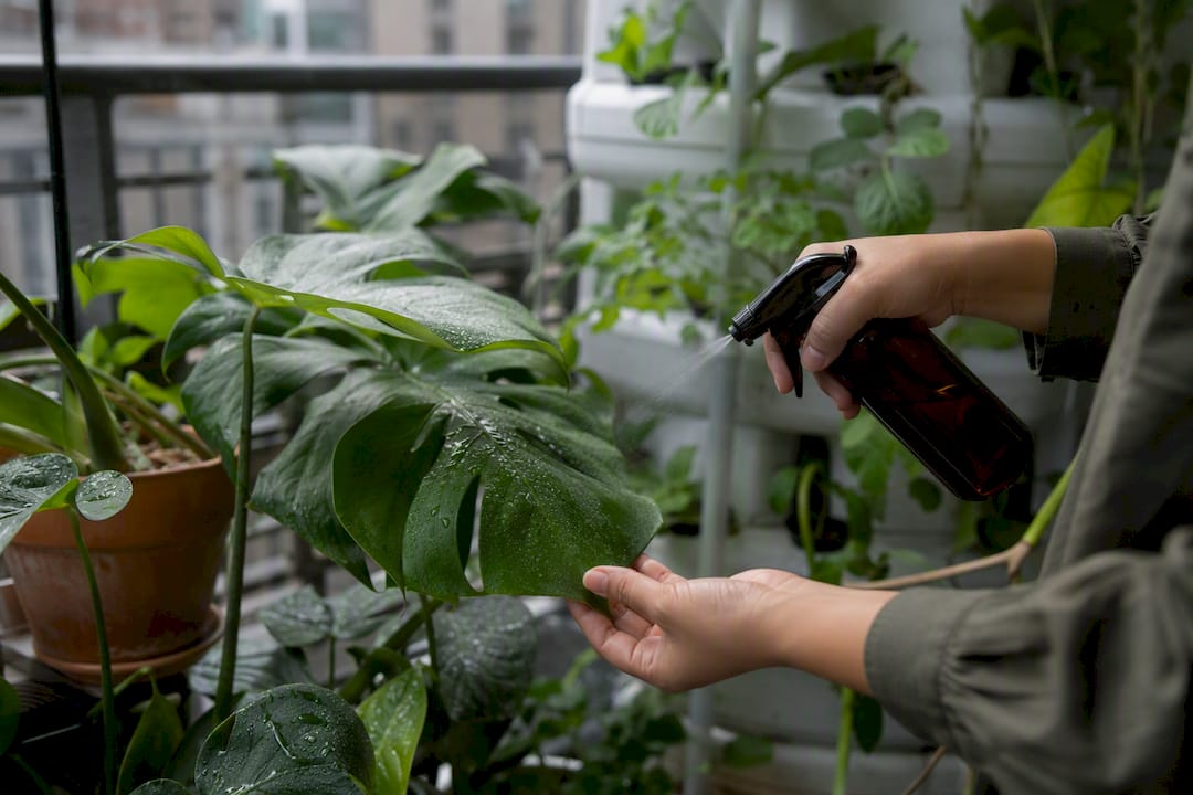 Hand spraying low-odor insecticidal mist on indoor plants