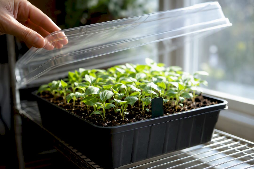 Humidity dome lifted from healthy seedlings