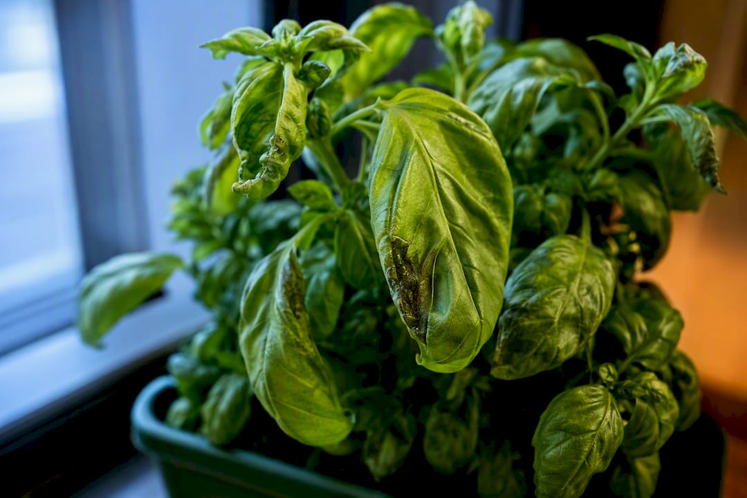 Basil leaves showing several curling symptoms