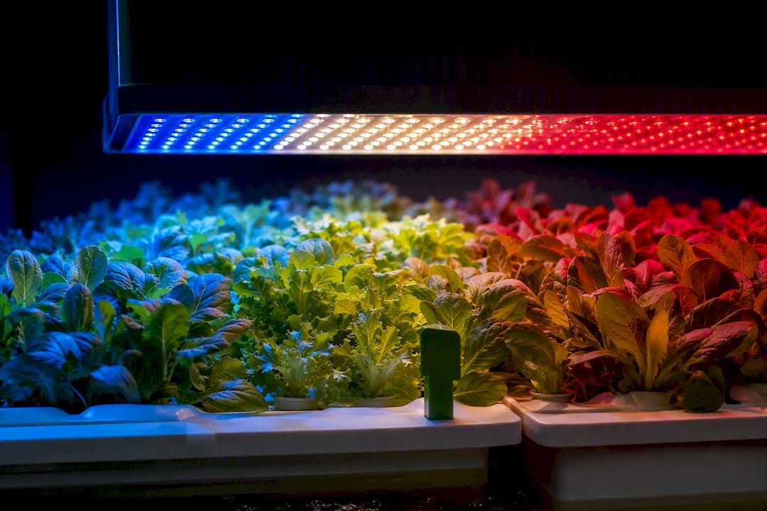 Hydroponic greens beneath colored grow lights