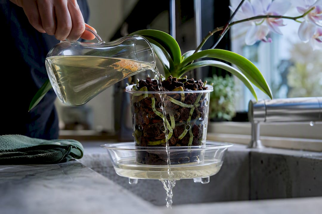 Orchid receiving diluted fertilizer water