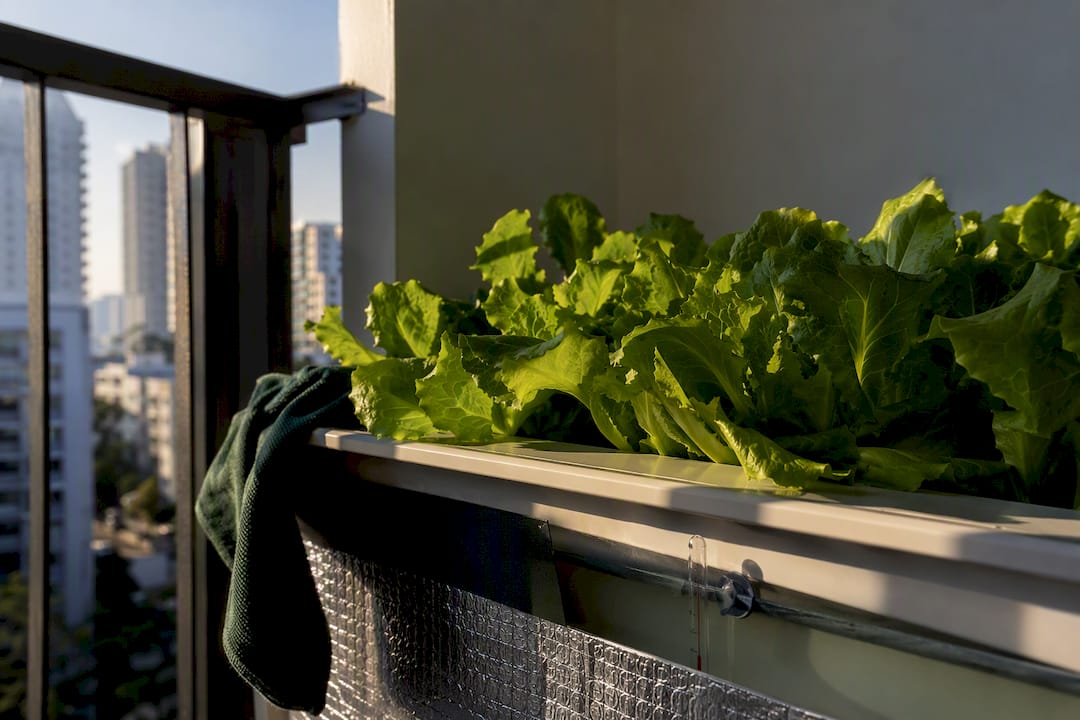 Shaded lettuce reservoir on Singapore balcony