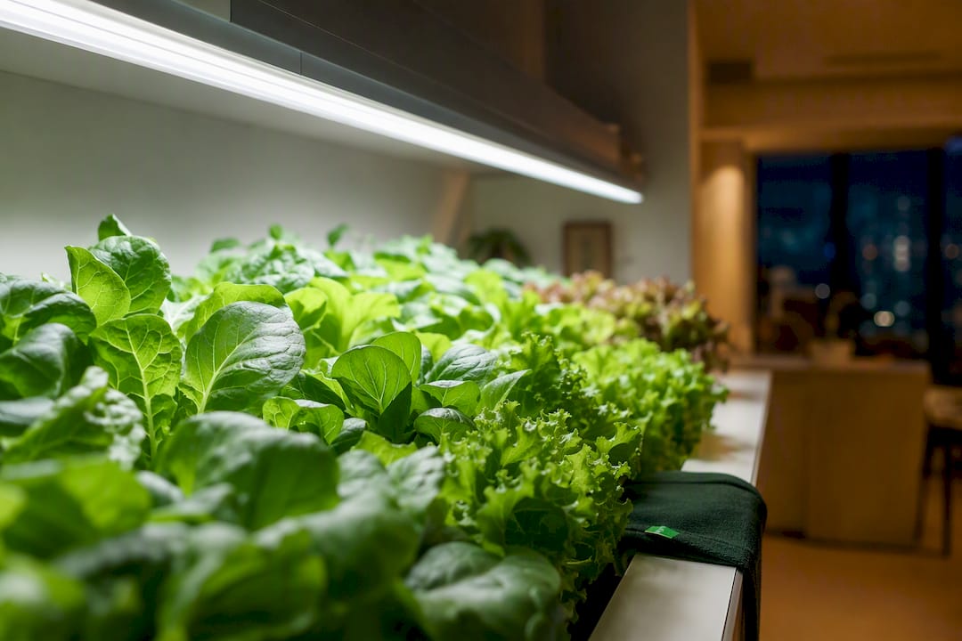 Leafy greens beneath an indoor grow light
